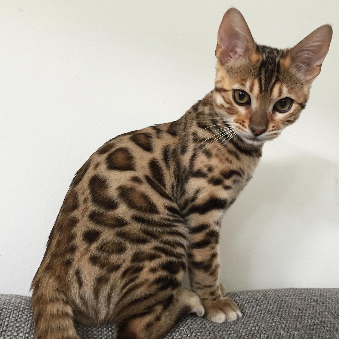 Gatito Bengalí