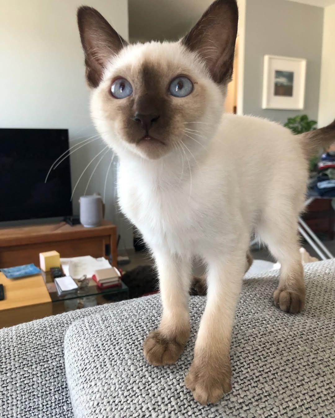 Gatito Siamés